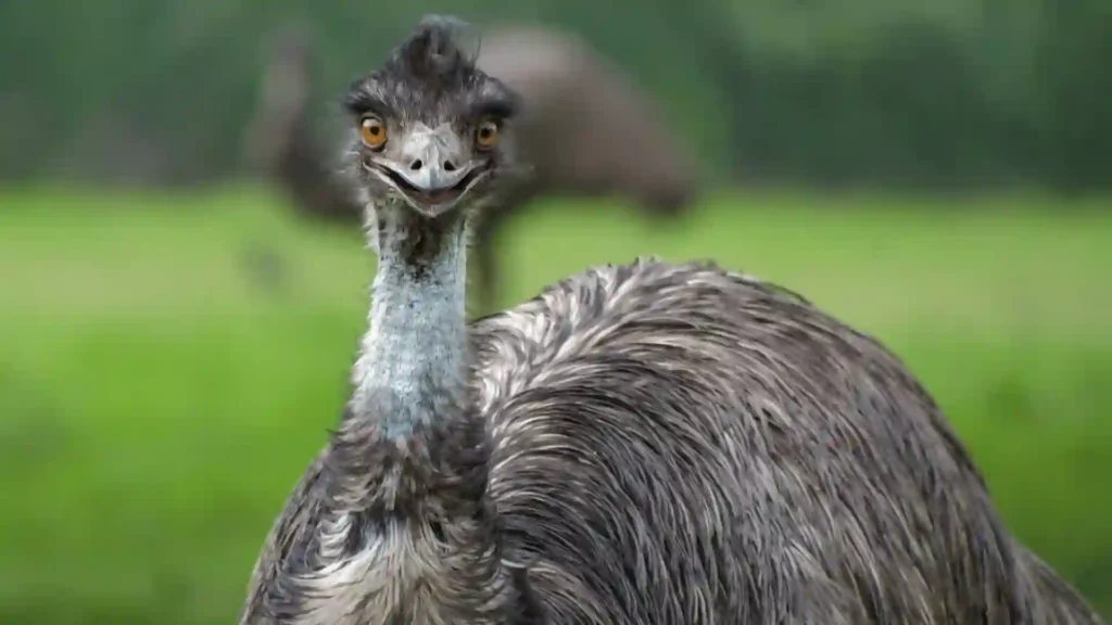 funny emu names