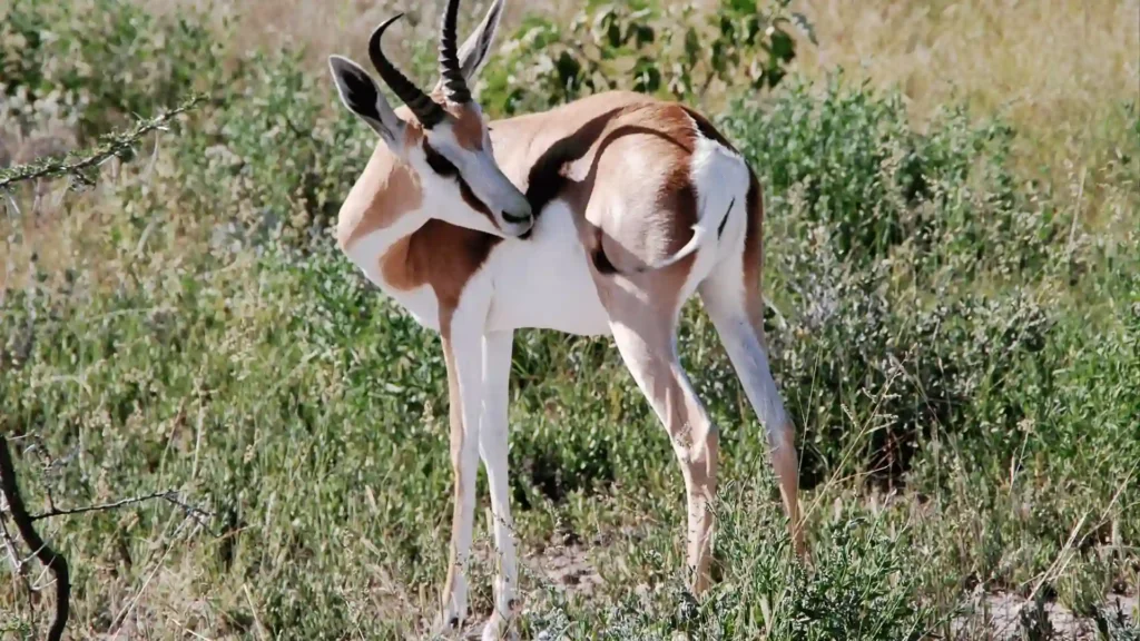 Cool And Funny Gazelle Names