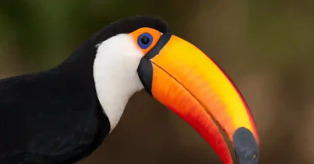 funny toucan names