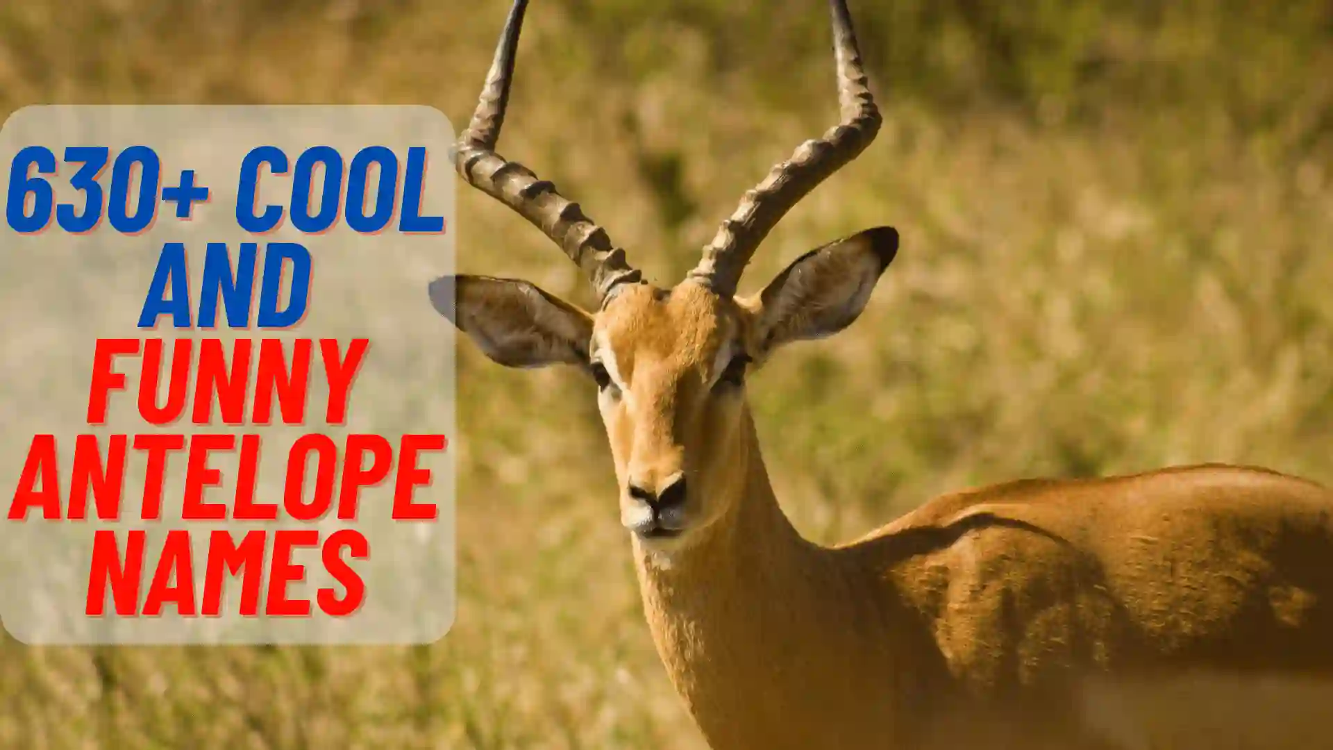 630+ Cool And Funny Antelope Names