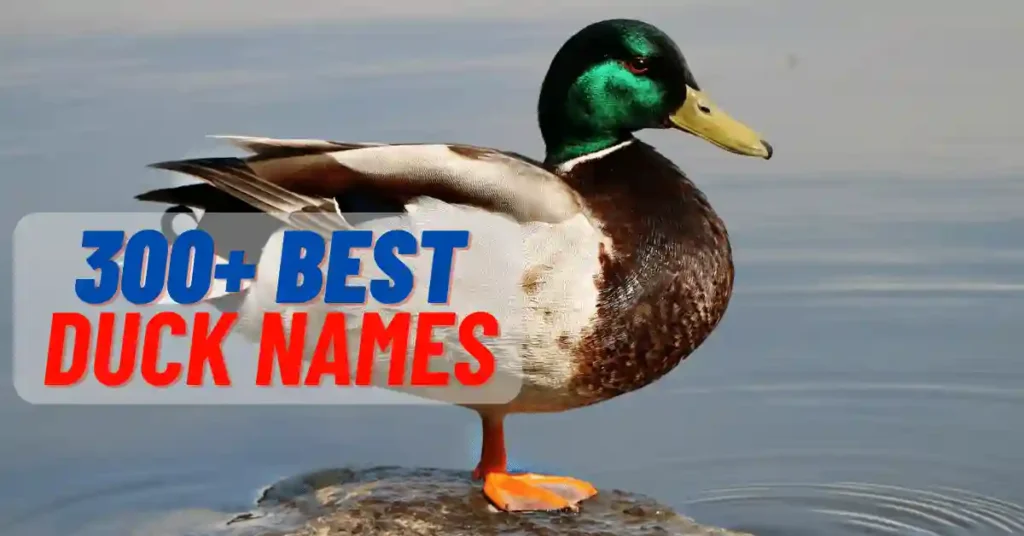 Best Duck Names