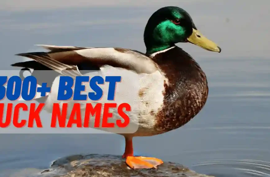 Best Duck Names