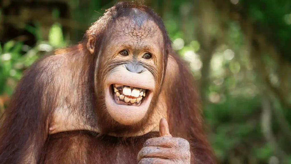 Funny Orangutan Names