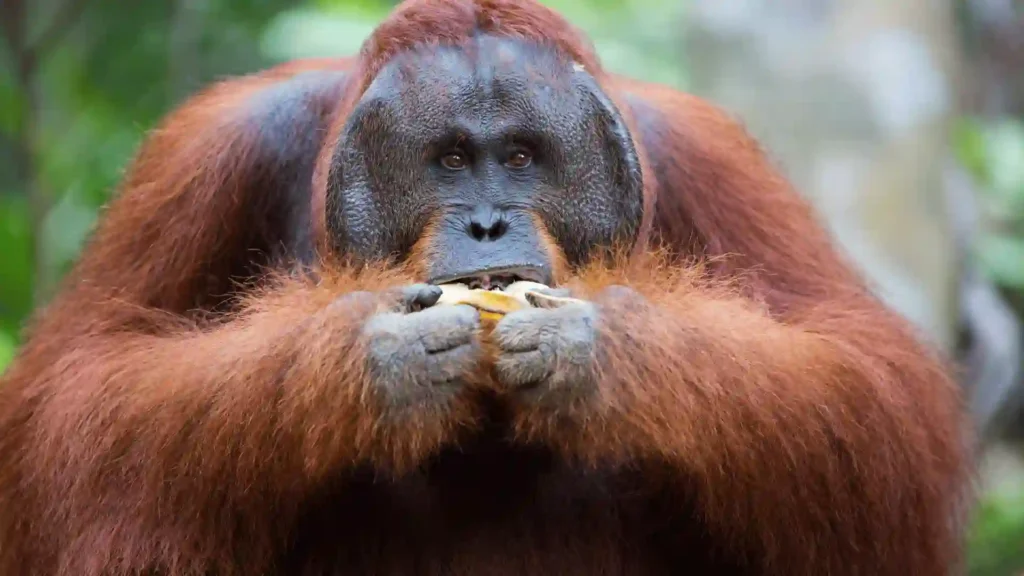 Large Orangutan Names