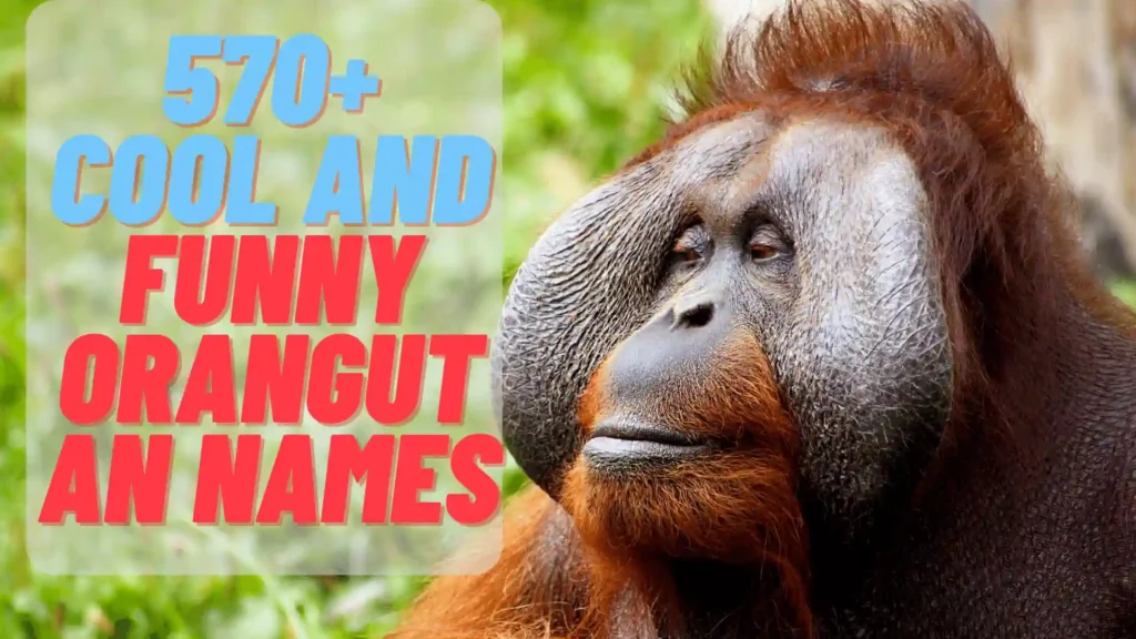 Cool And Funny Orangutan Names