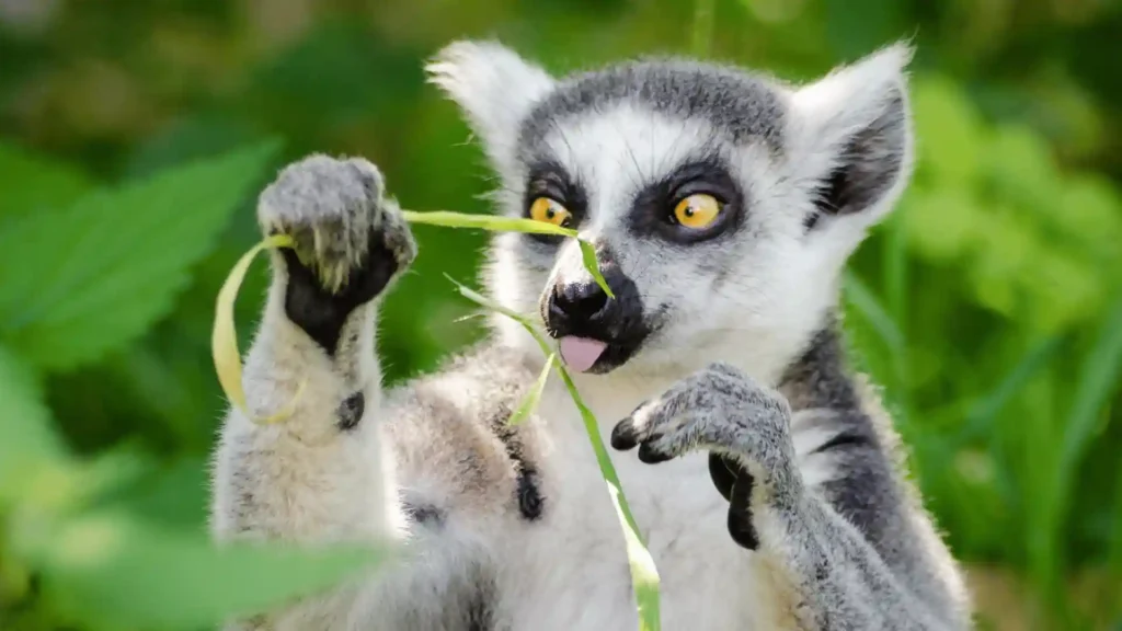 Cute Lemur Names