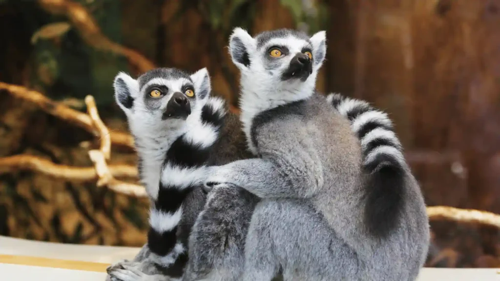 Funny Lemur Names