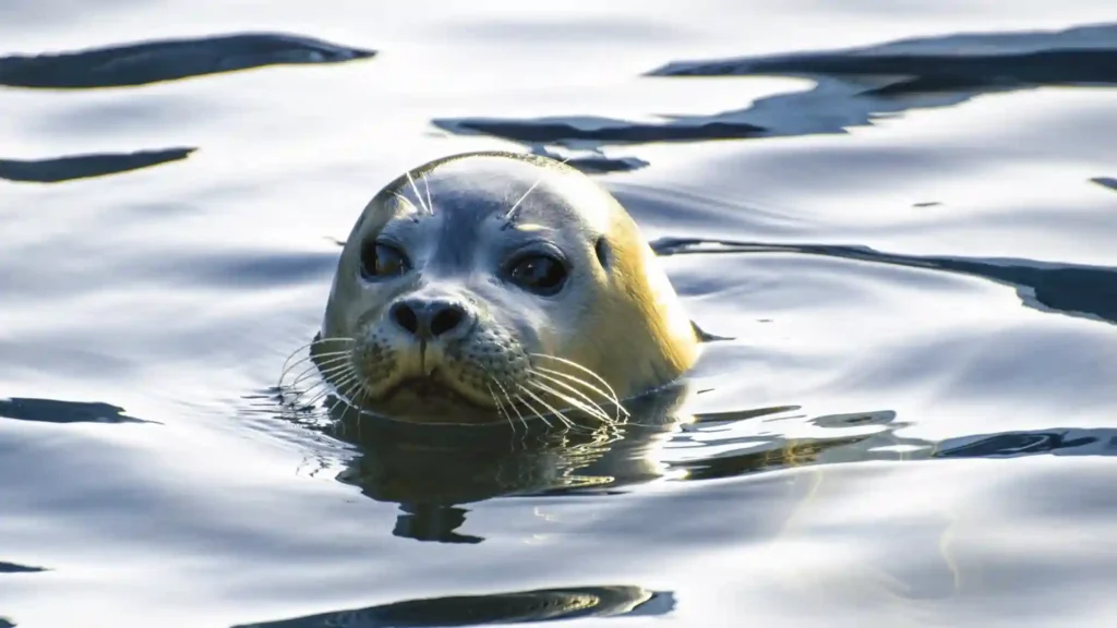 Funny Seal Names