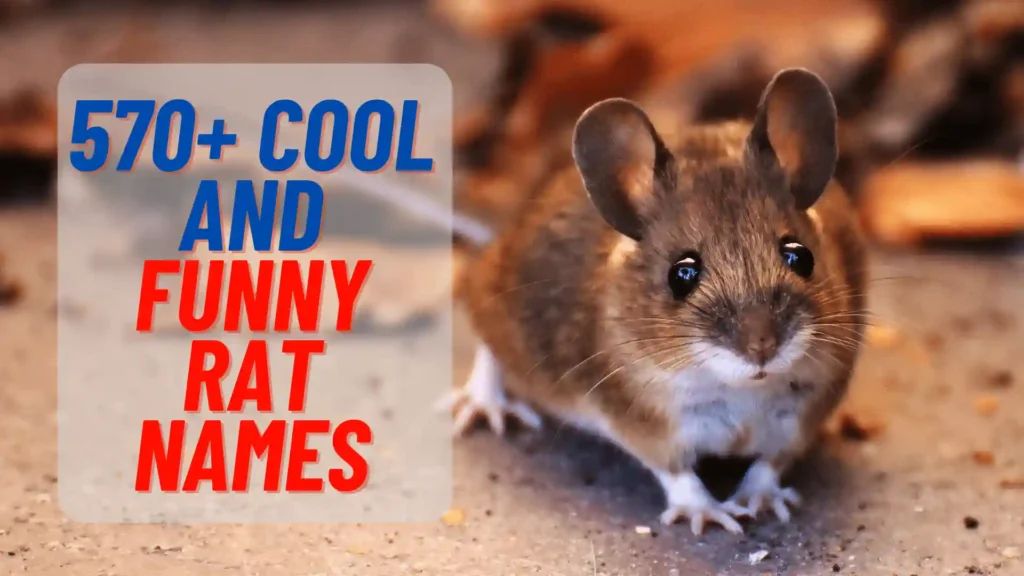 570+ Catchy And Funny Rat Names With name Generator (2024)