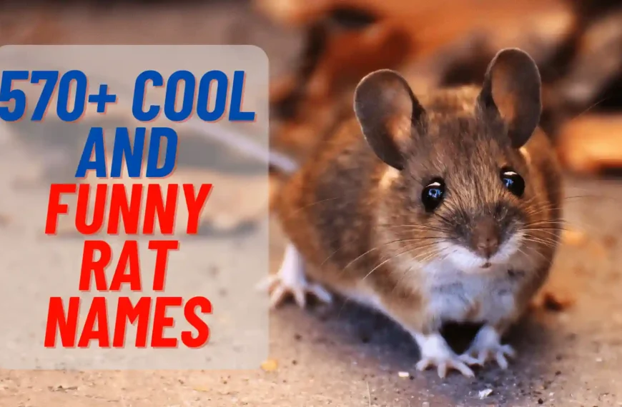 570+ Catchy And Funny Rat Names With name Generator (2024)