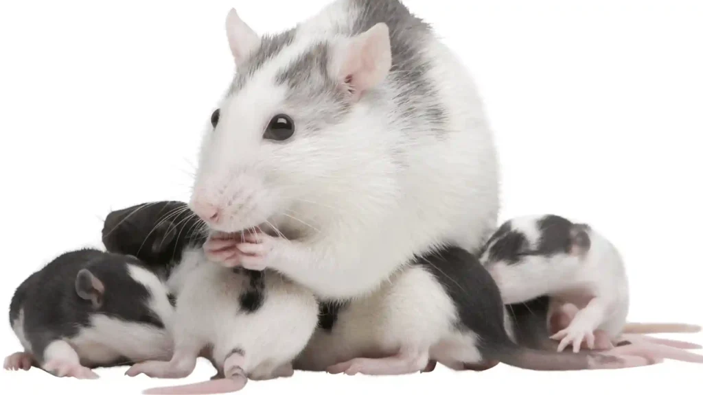 Female And Baby rat Names