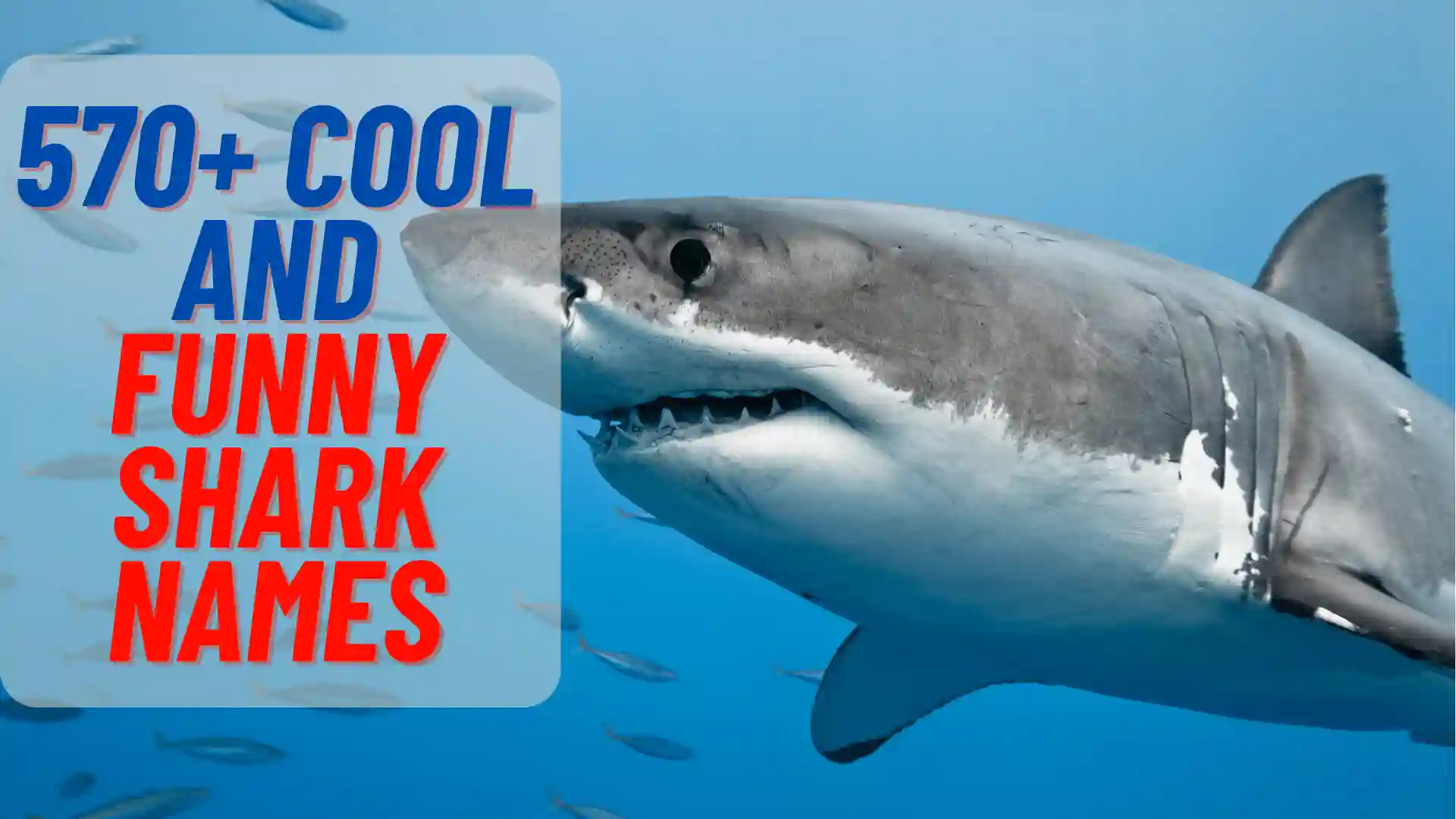 Cool and funny Shark Names: