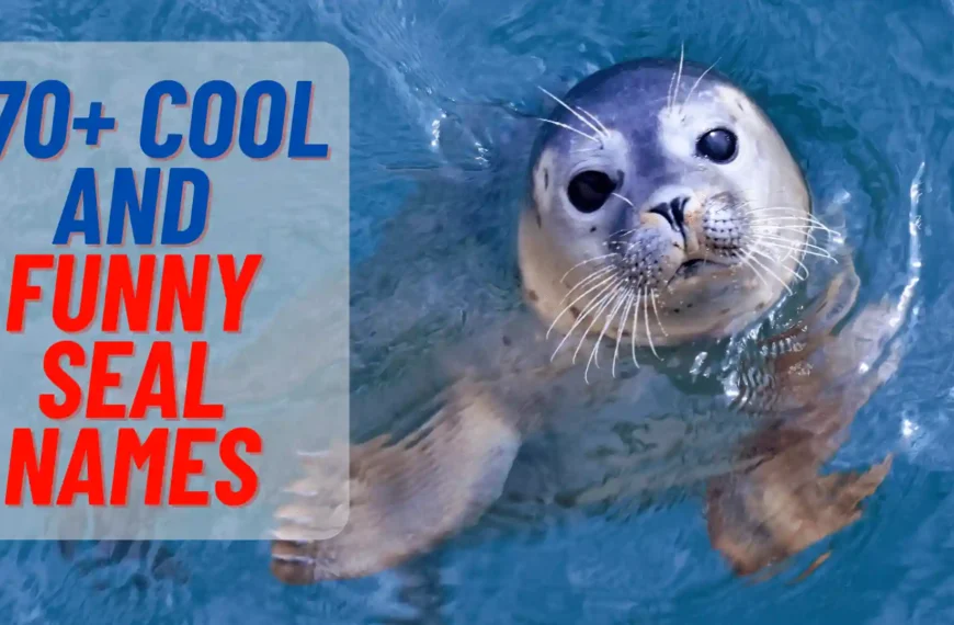 Cute And Funny Seal Names