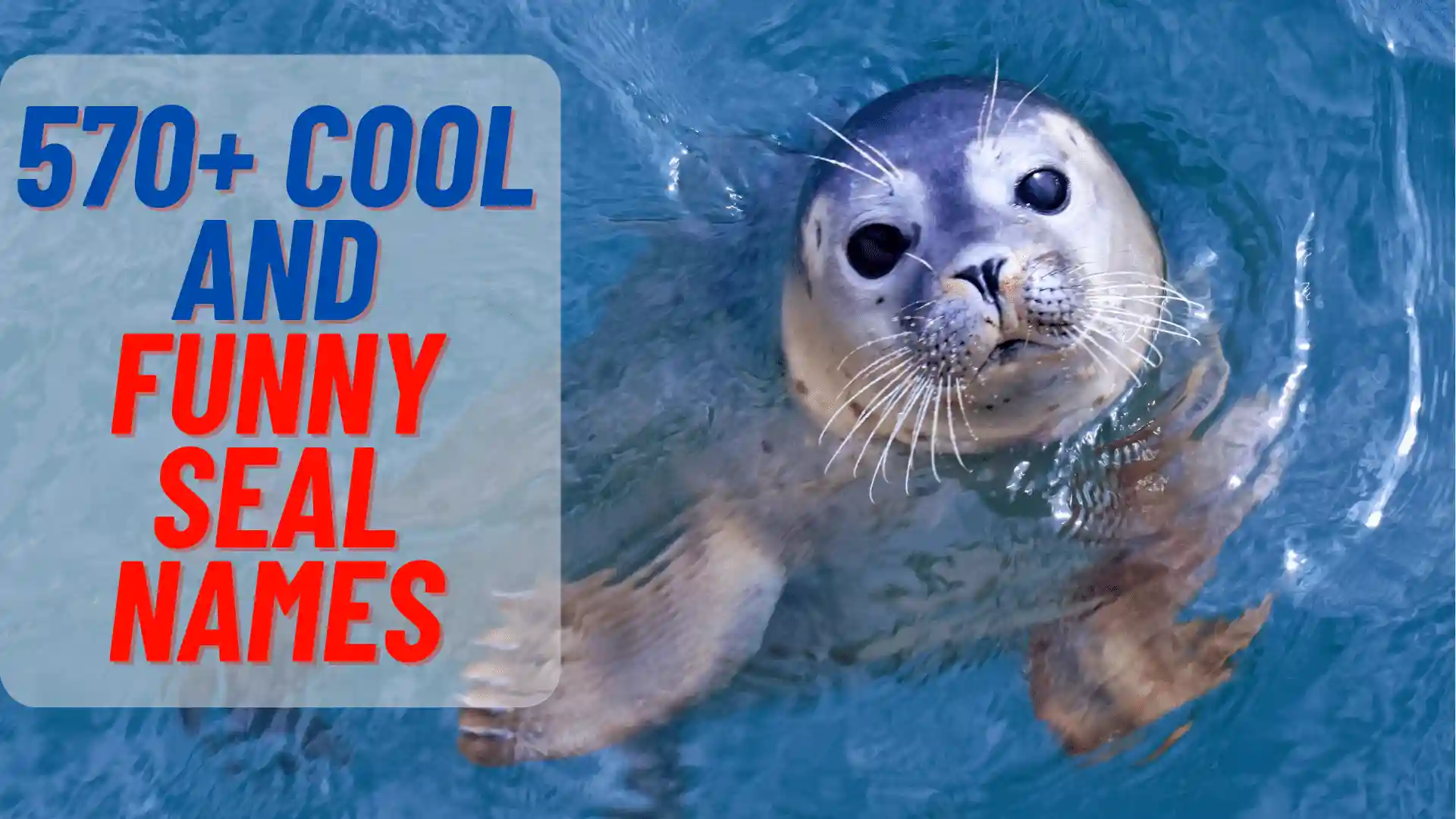 Cute And Funny Seal Names