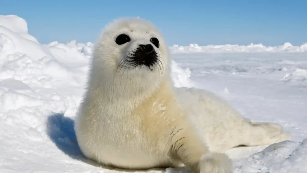 Cool Seal Names: