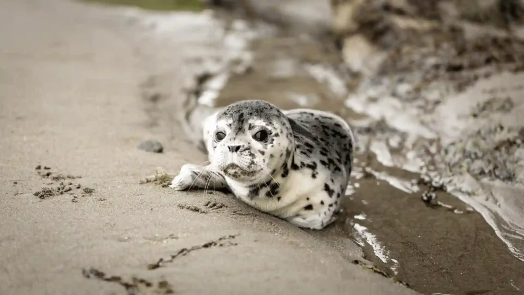 Baby Seal Names: