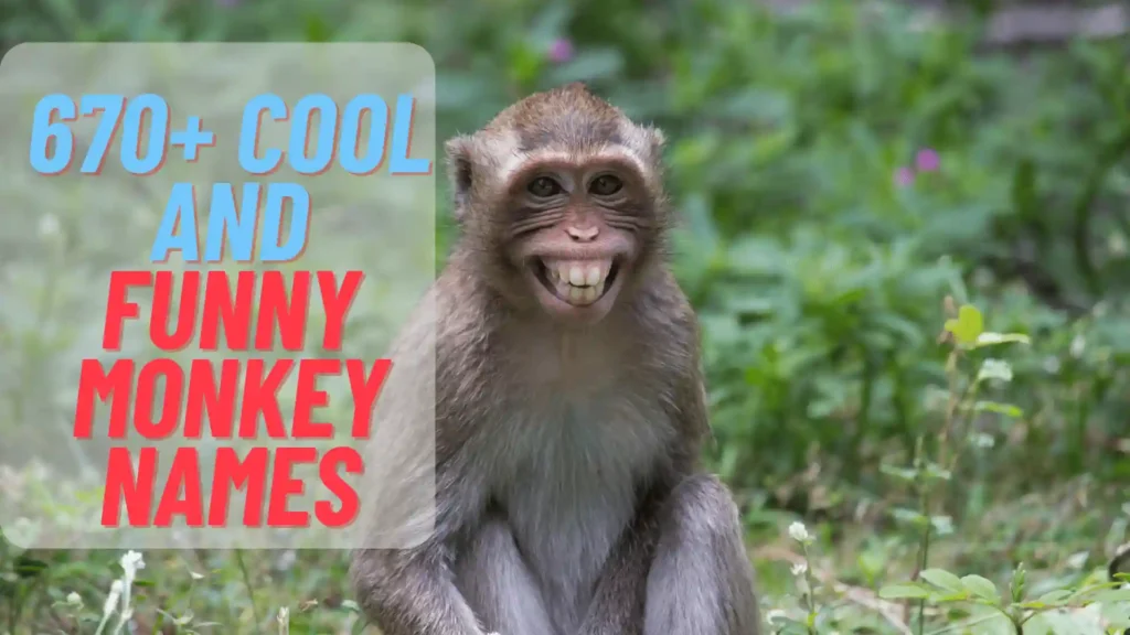 670+ Cool And Funny Monkey Names With Name Generator (2024)