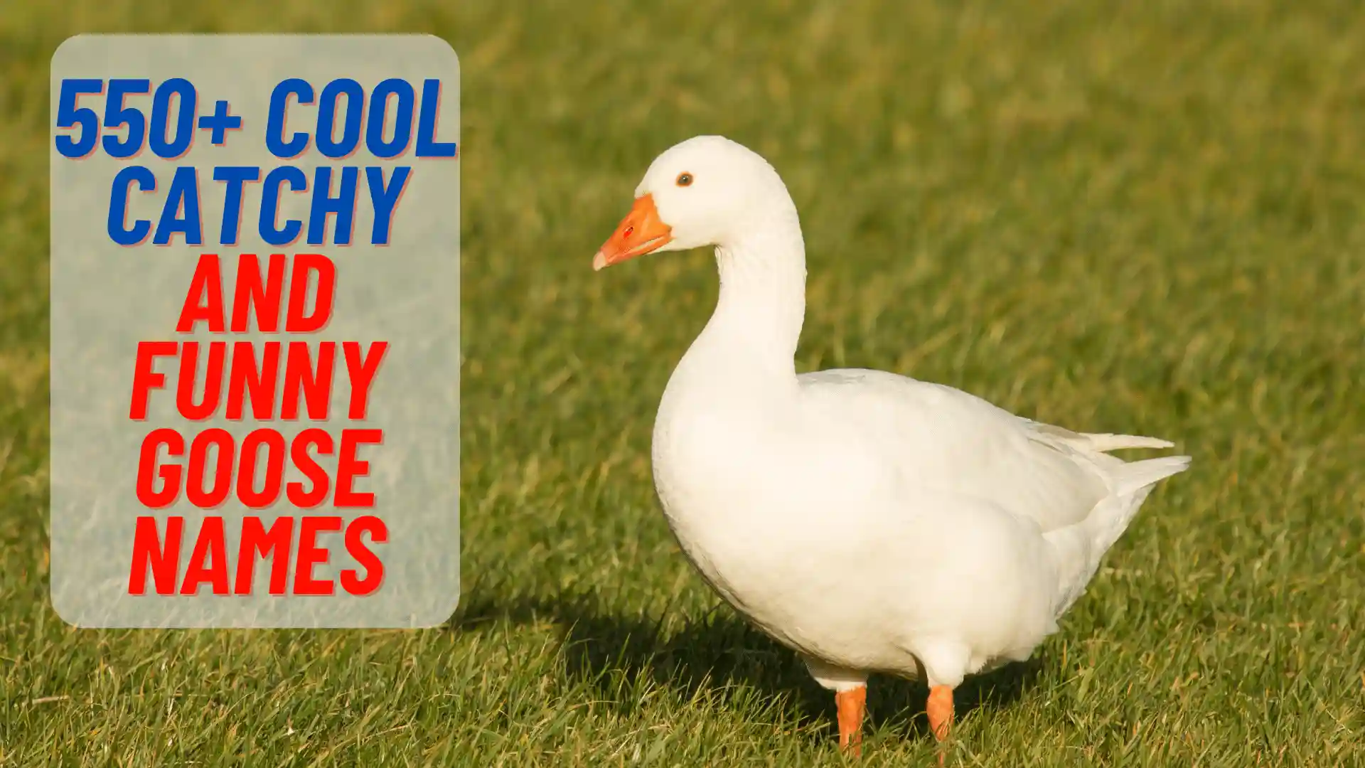 Cool, Catchy And Funny Goose Names