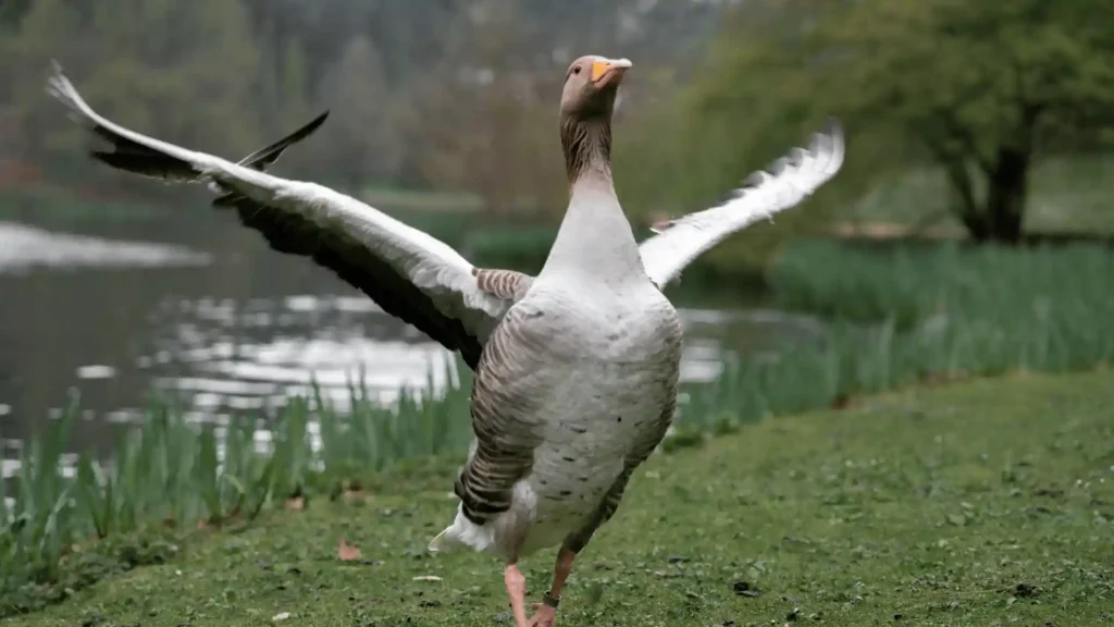 Cool, Catchy And Funny Goose Names
