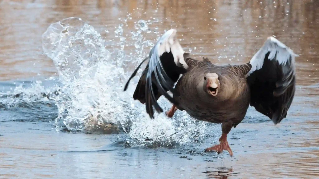 Funny Goose Names