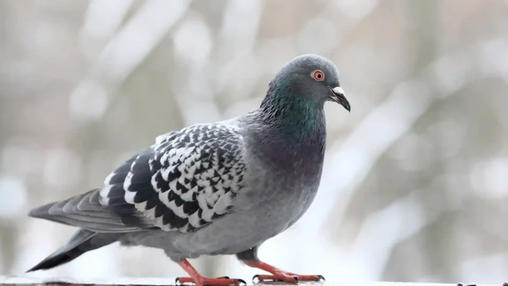 530+ Cool And Funny Pigeon Names