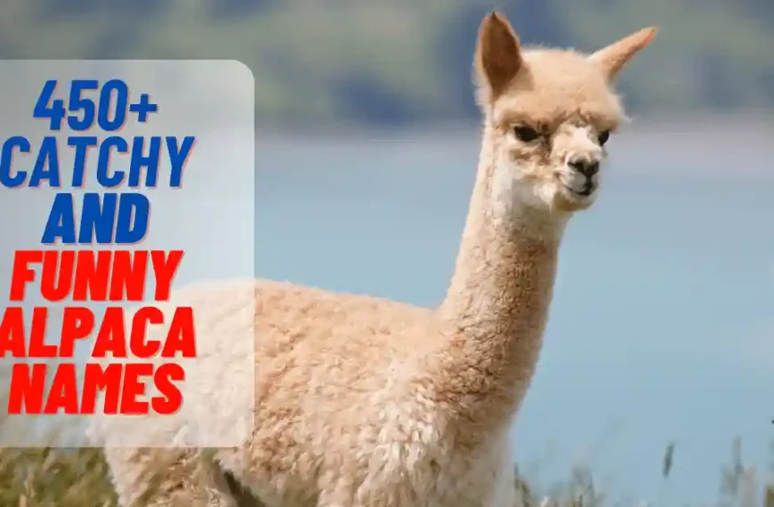 Catchy And Funny Alpaca Name