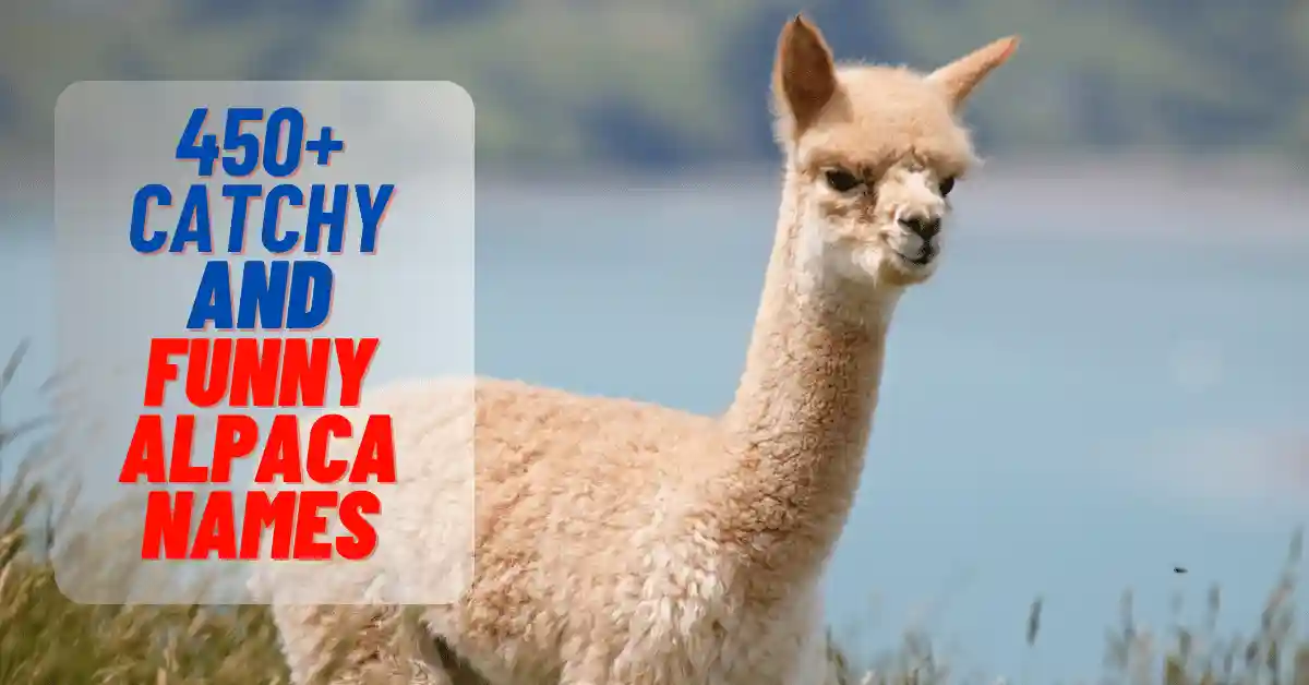 Catchy And Funny Alpaca Name