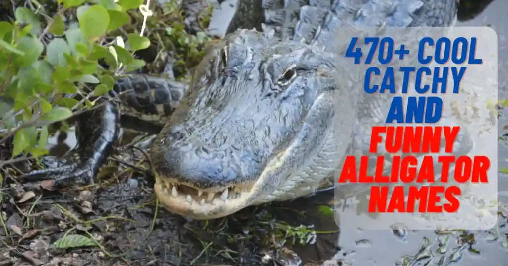 Cool Catchy and Funny Alligator Names