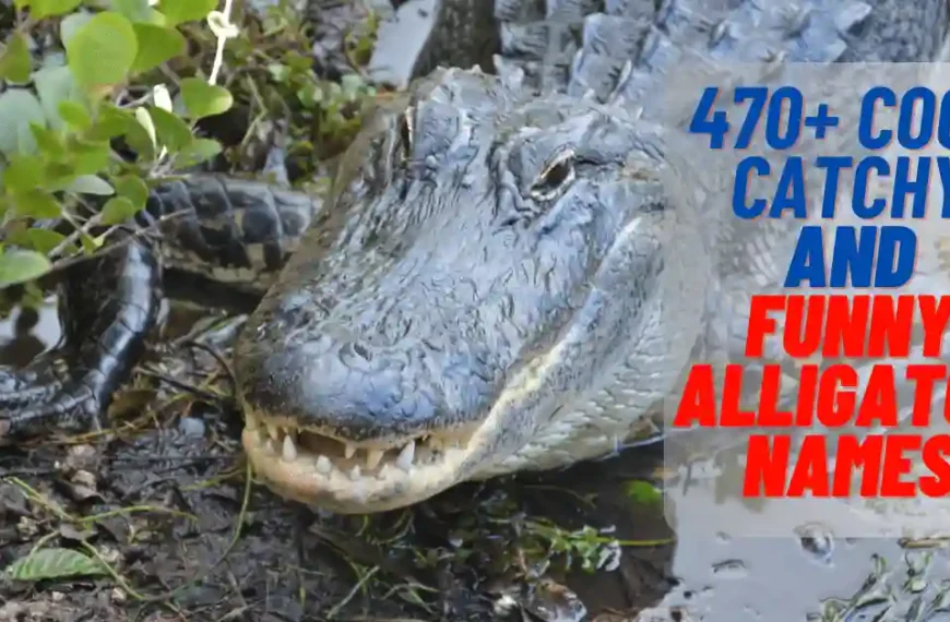 Cool Catchy and Funny Alligator Names