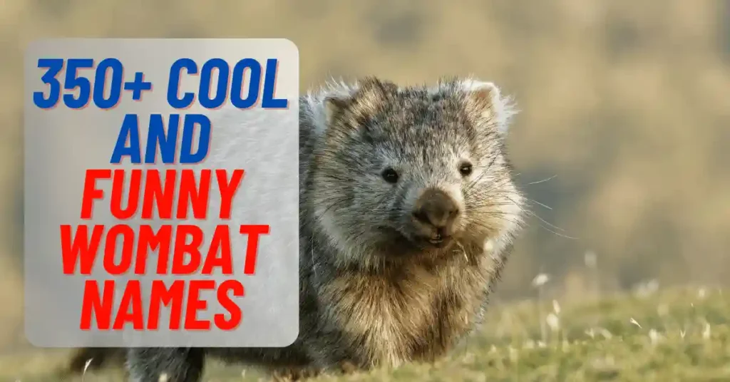 Cool And Funny Wombat Names