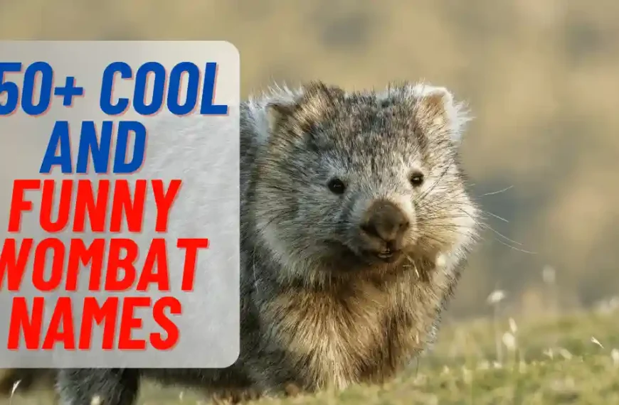 Cool And Funny Wombat Names