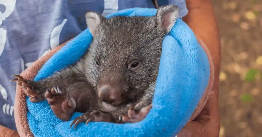 Cool And Funny Wombat Names