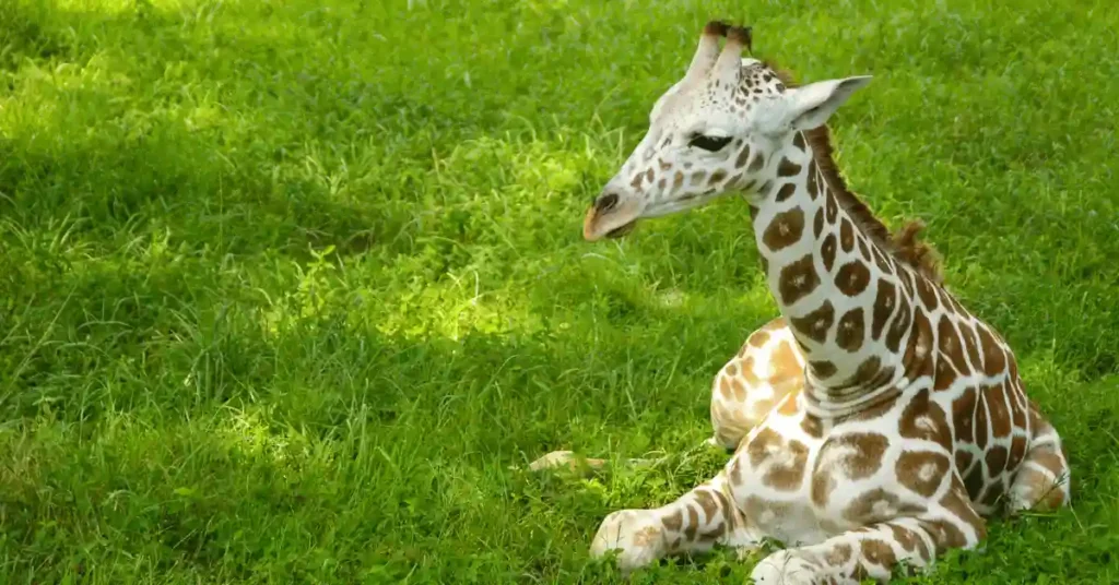 Catchy And Funny Giraffe names