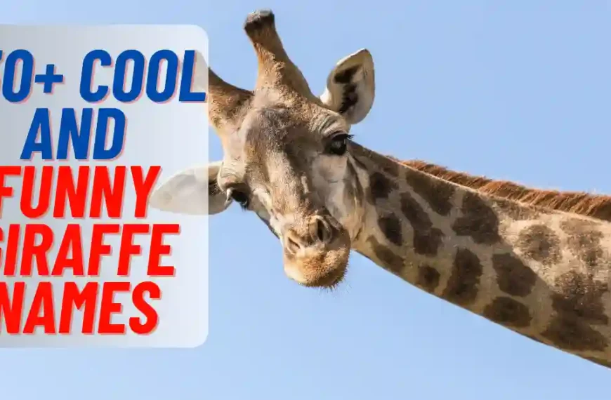 Catchy And Funny Giraffe names