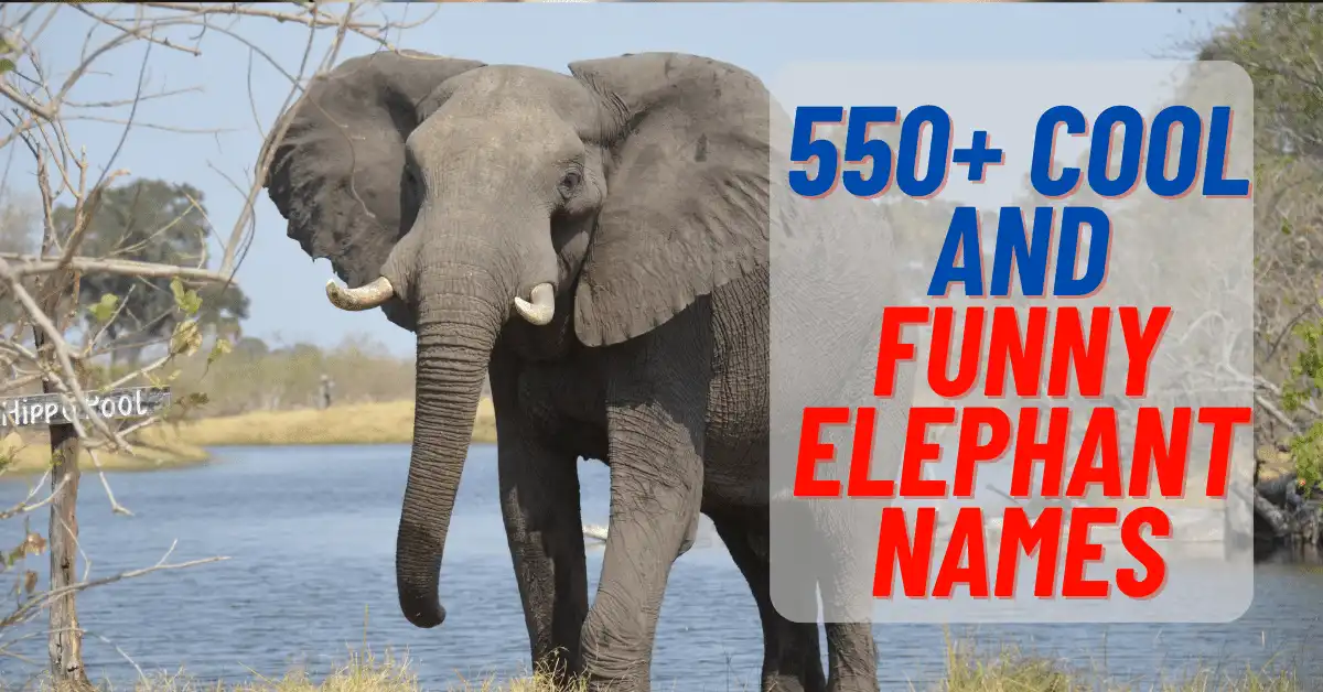 Cool And Funny Elephant Names