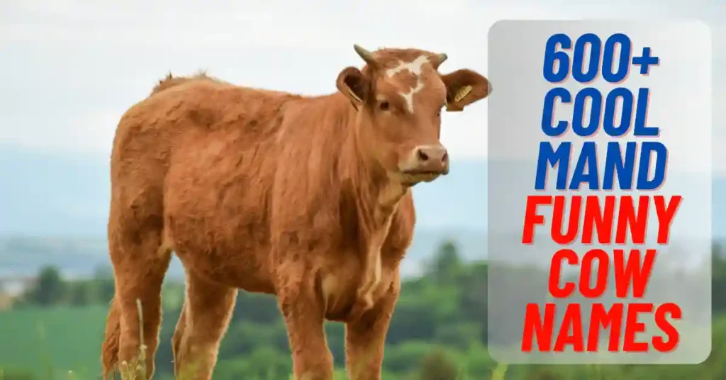 Cool And Funny Cow Names