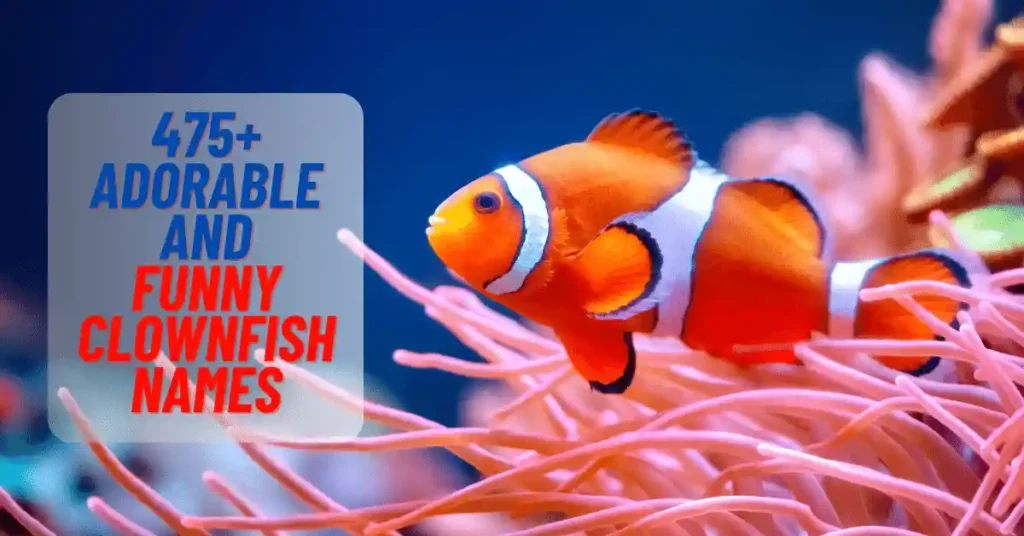 Clownfish Names