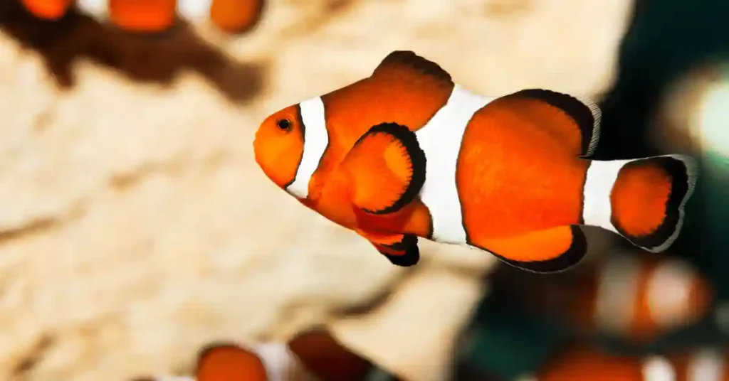 Adorable Clownfish Names