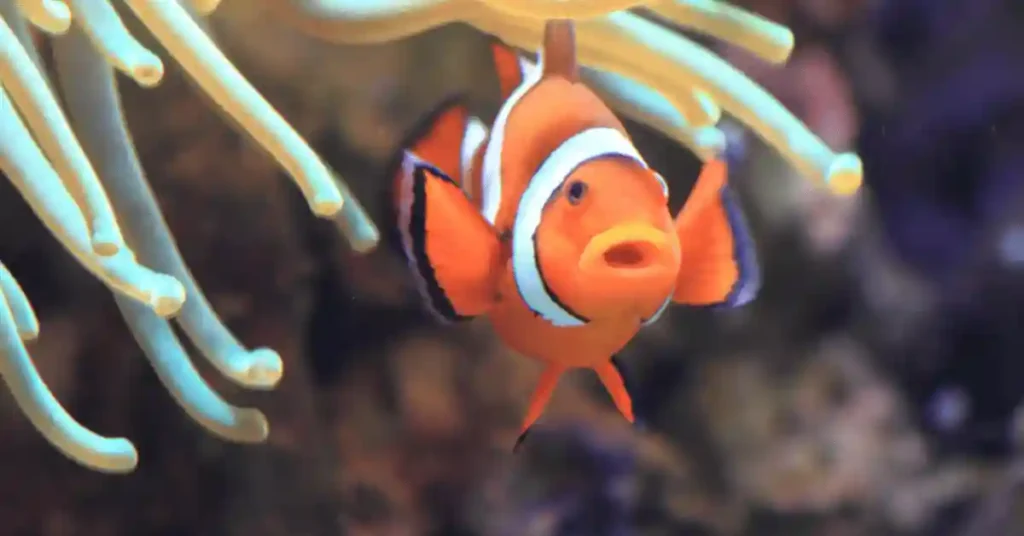 Funny Clownfish Names