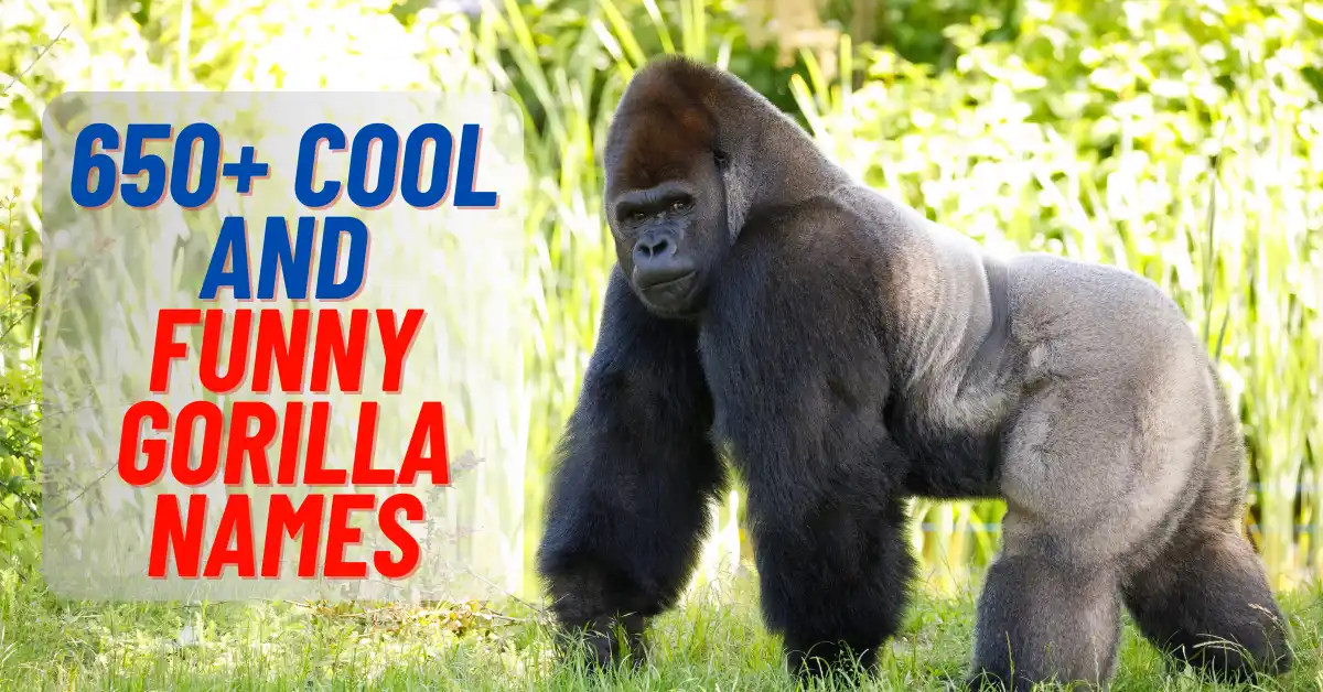 Cool And Funny Gorilla Names