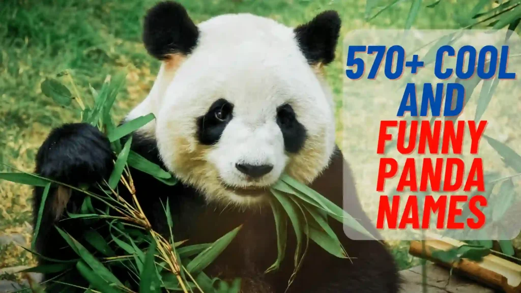 Cool And Funny Panda Names
