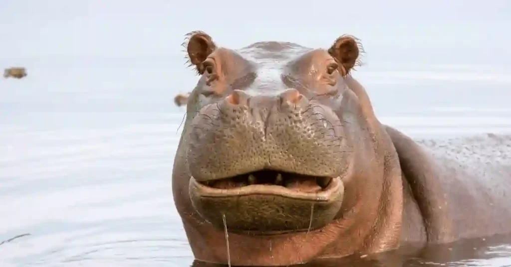 Hippo Names