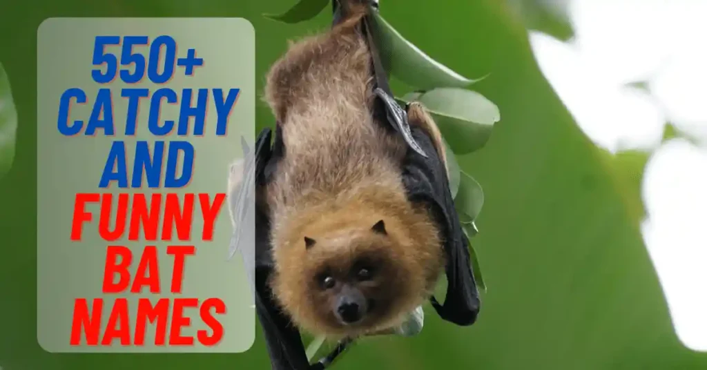 550+ Catchy And Funny Bat Names 2024