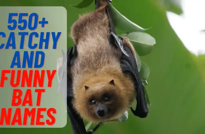 Catchy And Funny Bat Names