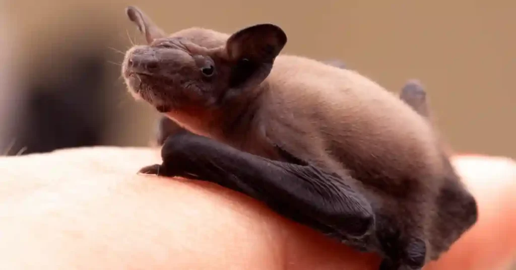 Baby Bat Names