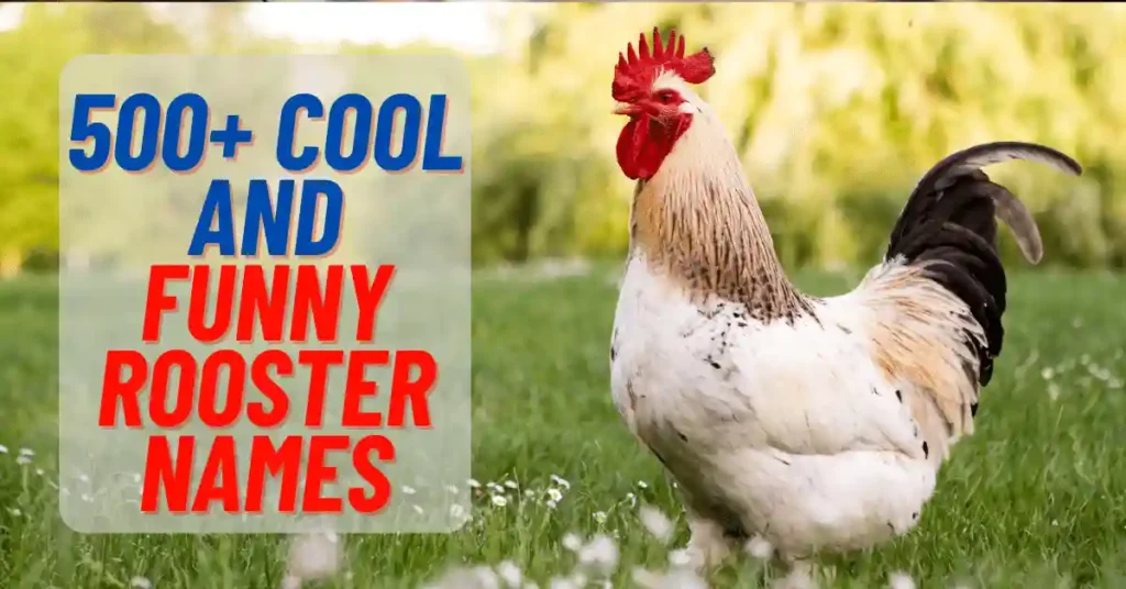 Cool and Funny Rooster Names