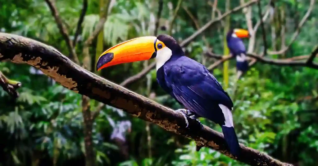 unique toucan names