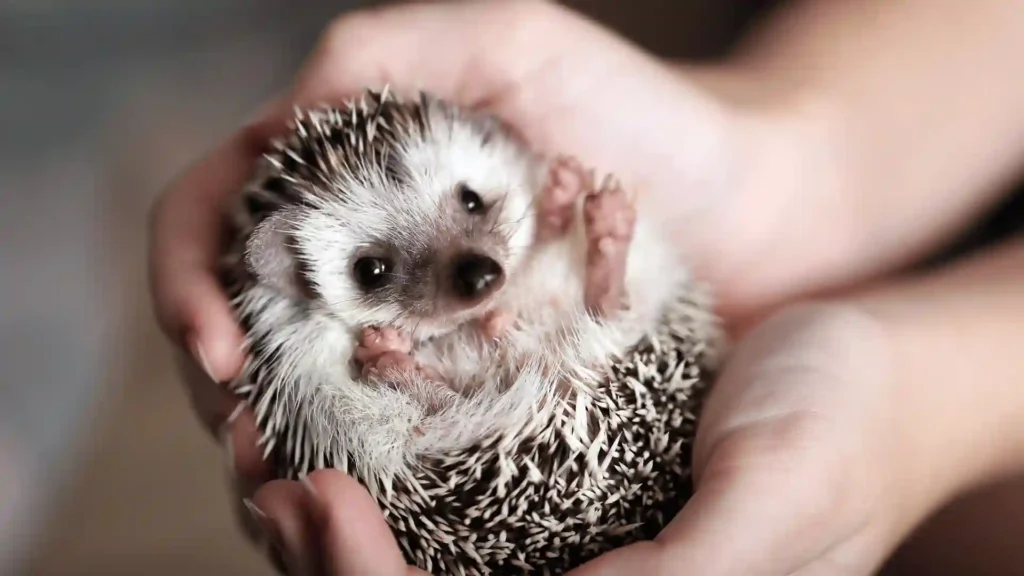 550+ Catchy Hedgehog Names