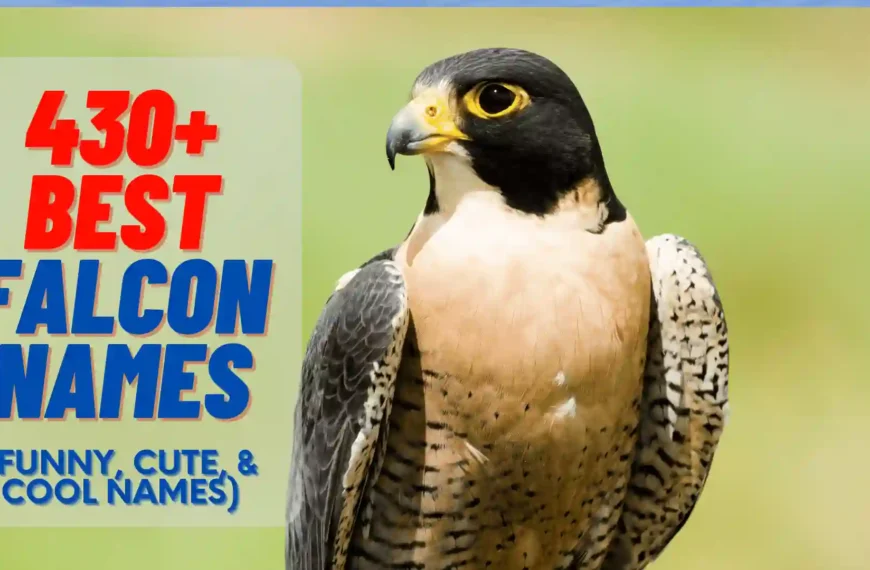 430+ Best Falcon Names