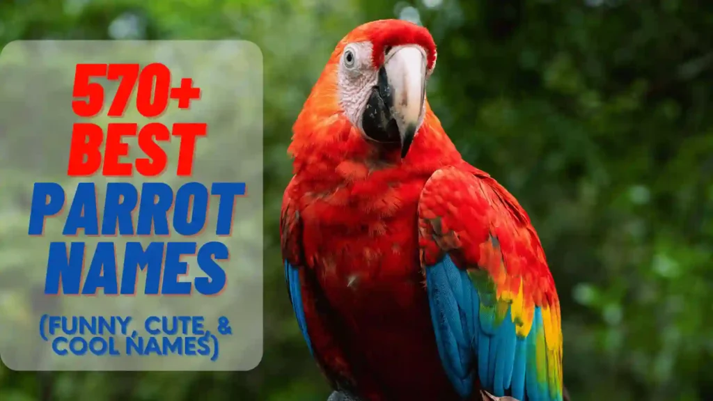 500+ Best Parrot Names